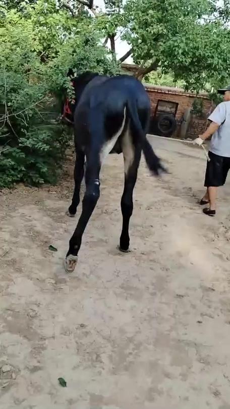 迷你驴大还是小香驴大图标