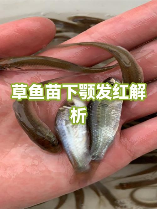 草鱼发红还能吃吗