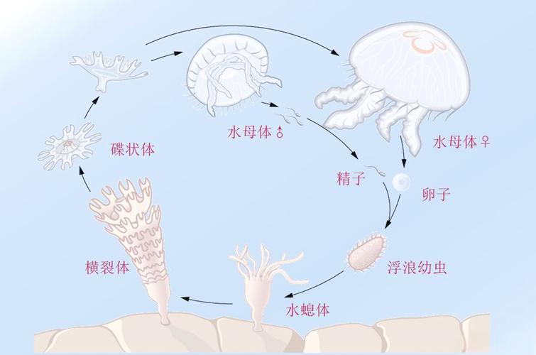 水母的隐喻