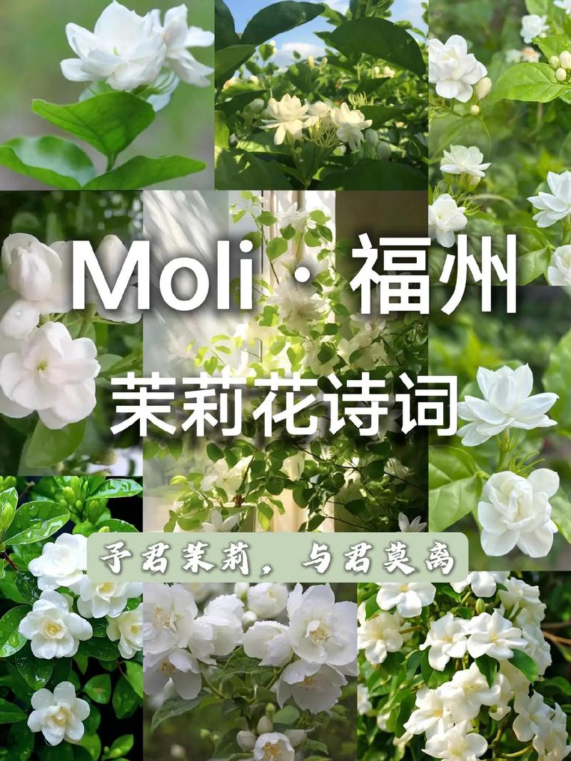 尐茉莉大秀最出名的三首歌曲