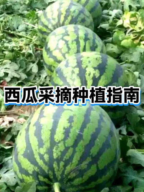 摘西瓜怎么看生熟图解截图