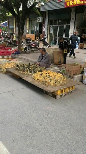 哪里有卖小鸡仔的