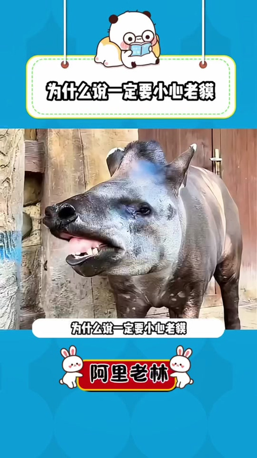 《老貘来了》全集