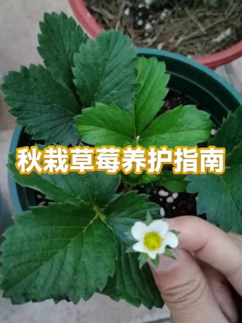 草莓怎么掐花