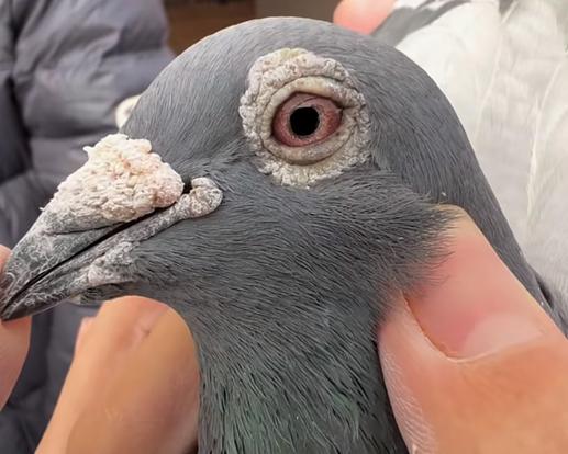 信鸽多少钱一只