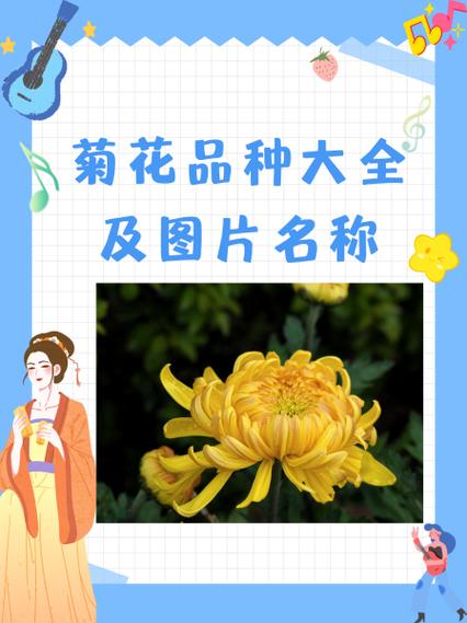菊花又叫什么名字