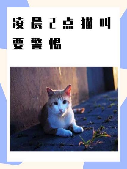 晚上猫来家门口要警惕