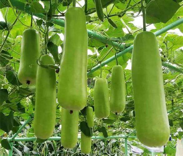 100种瓜类名称图标