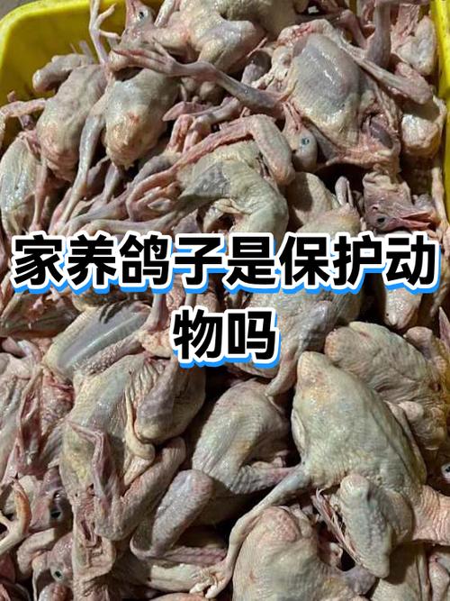 信鸽受法律保护吗