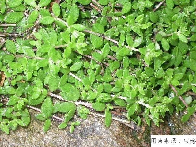 通脉草长怎么样