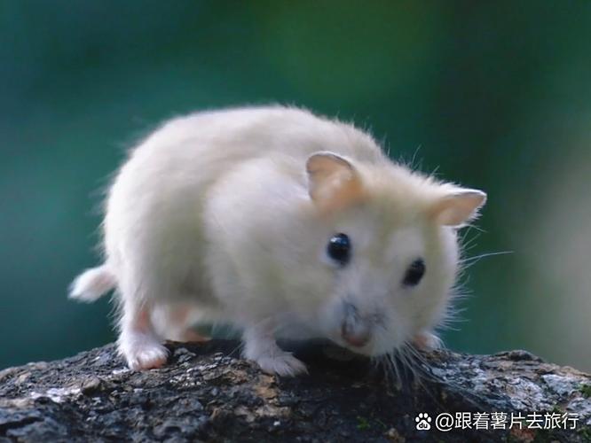 仓鼠能爬多高的地方