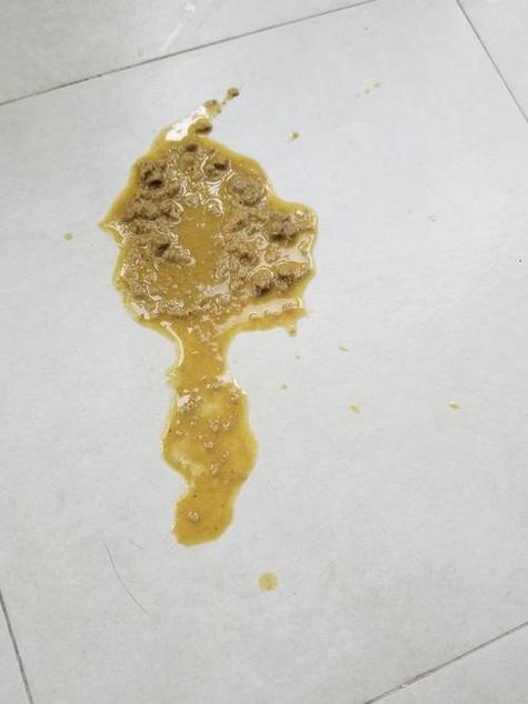 猫咪又吐又拉稀但是精神状态好