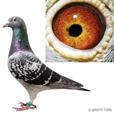 吉翔乐赛鸽系统官网入口