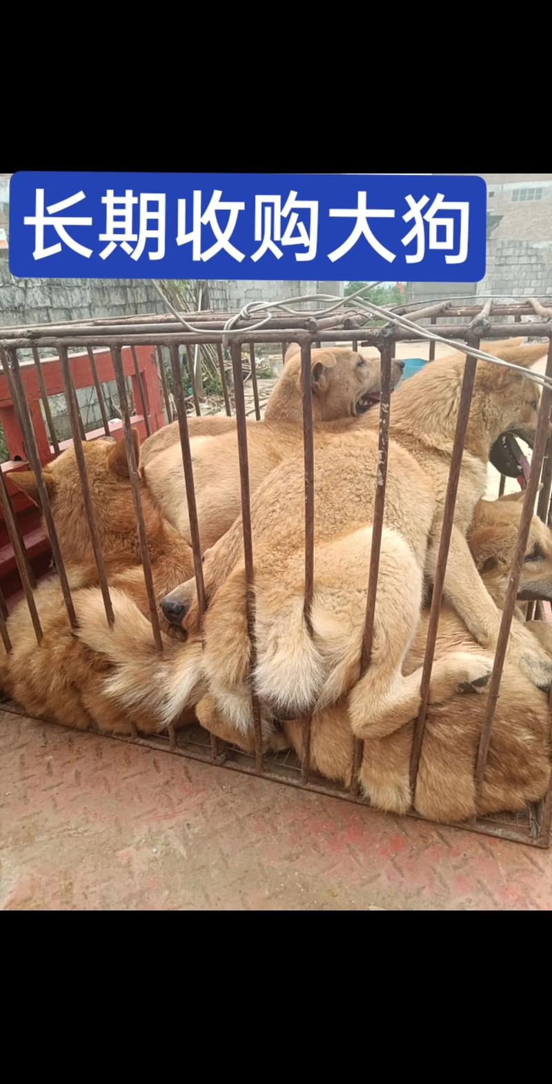 河南肉狗养殖基地