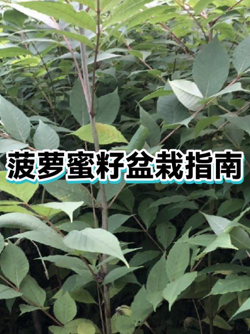 菠萝蜜的籽正确种法缩略图