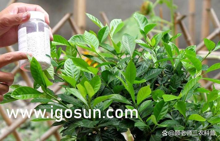 数码大师白金版图标