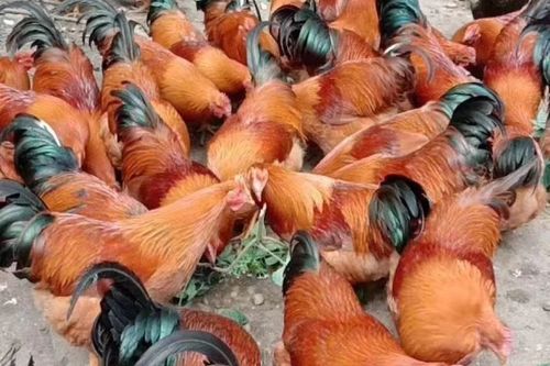 土鸡苗缩略图