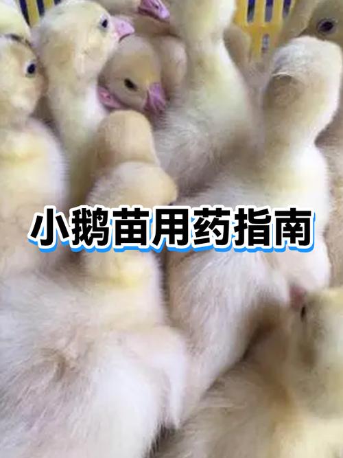 禽生是什么意思