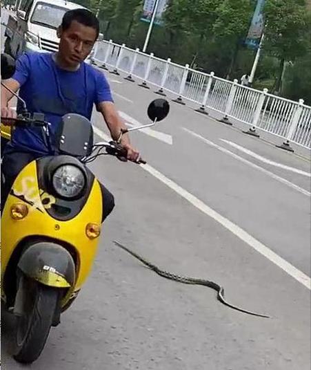 晚上骑车从蛇身上压过啥兆头