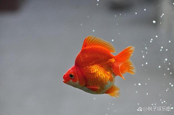 金鱼不死的小窍门