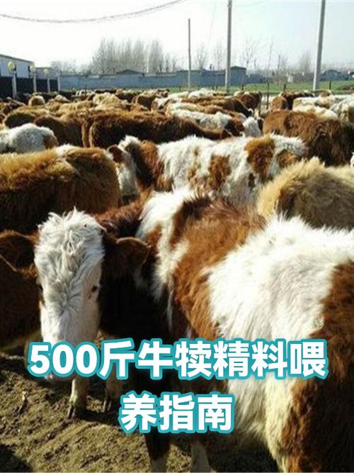 400-500斤牛犊价格