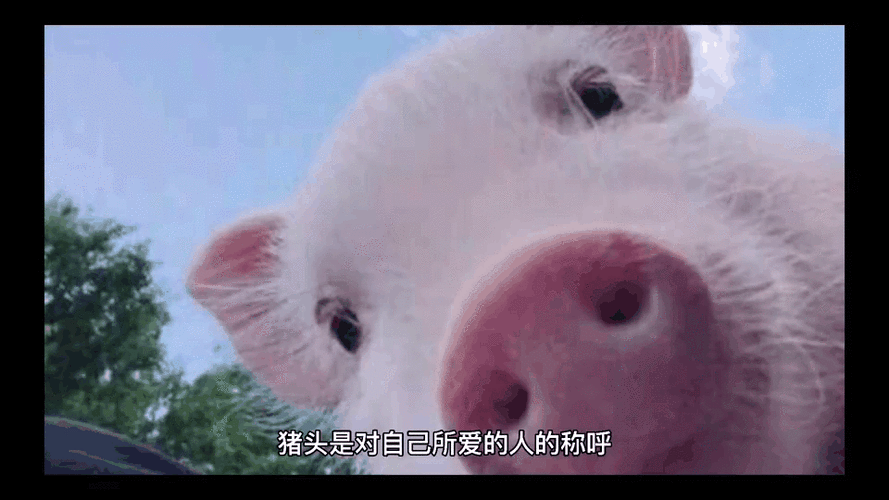 他叫我猪头