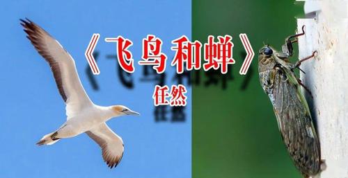 飞鸟和蝉 铃声截图