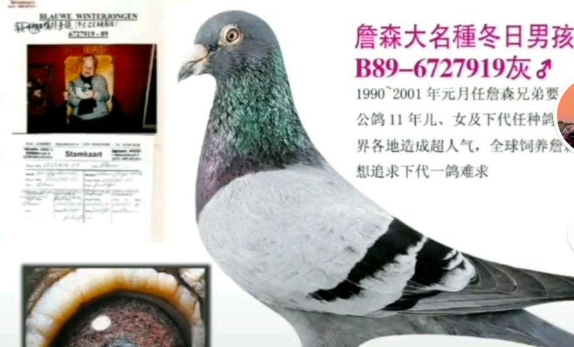 詹森最早老种鸽图片