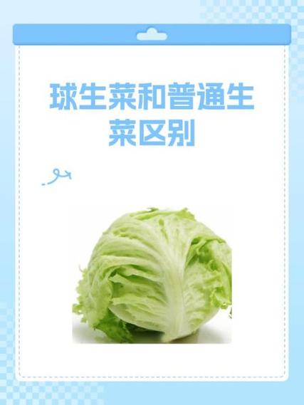 美颜菜和生菜的区别