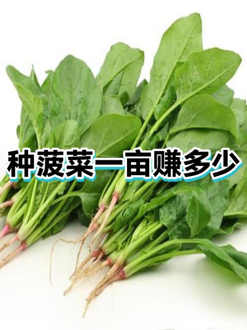 攻击菠菜网能赚钱吗