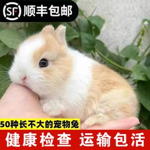 适合小孩养的兔子