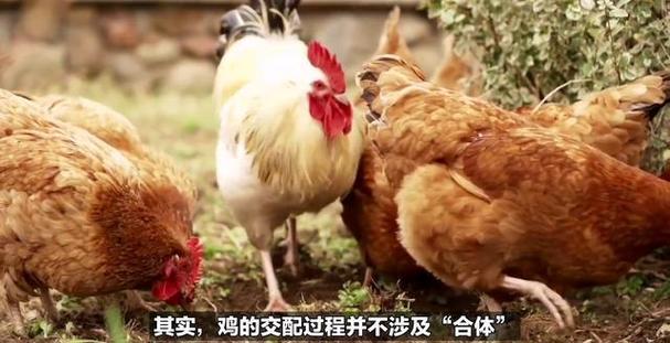 阴气重的人才会被公鸡追吗