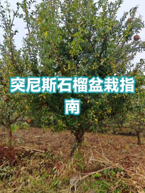 突尼斯石榴为啥不建议种植