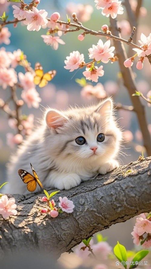猫是温柔缩略图
