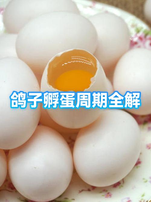 小鸟孵蛋要多少天出壳截图