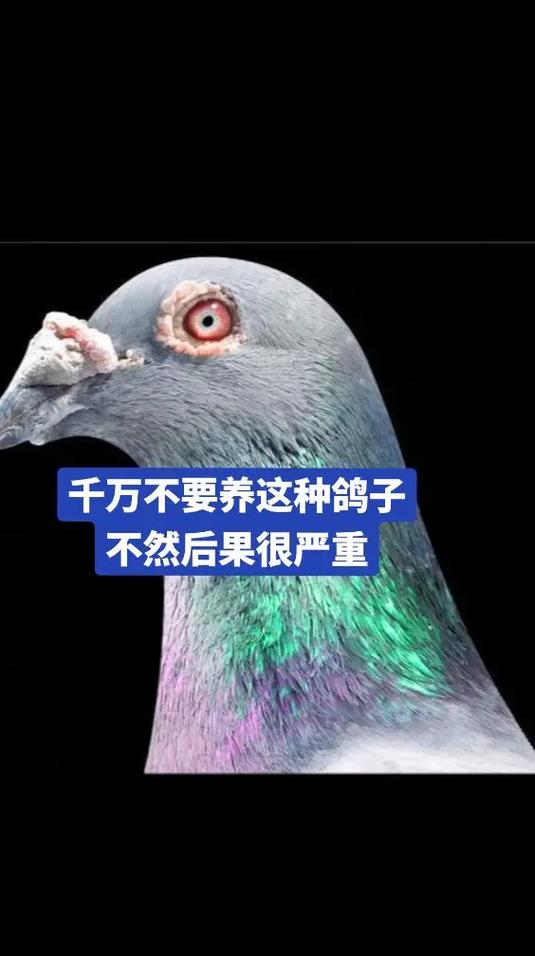 鸽子知道人在养它吗
