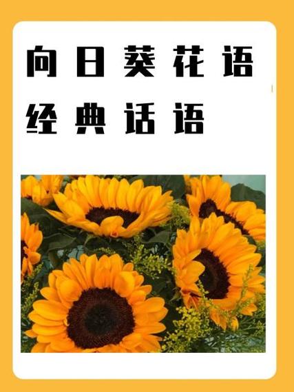 太阳花唯美花语图标
