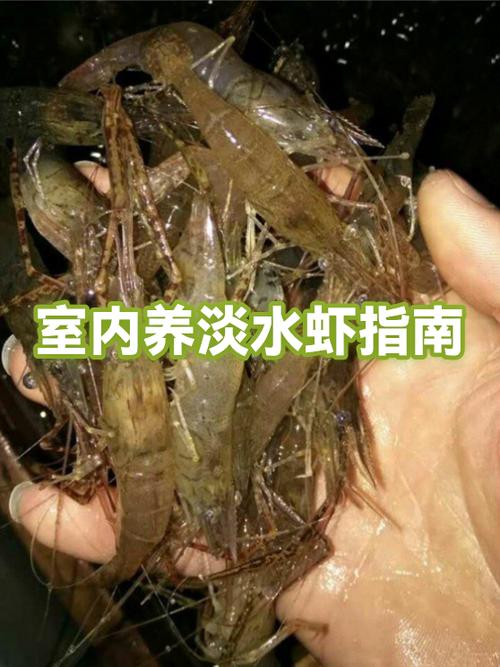 养虾好养吗缩略图