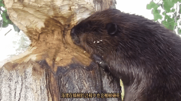 巨型老鼠的危害图标