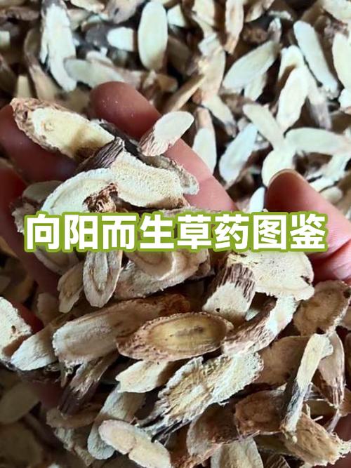 未来十年紧缺的中草药图标