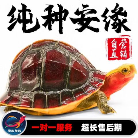 金钱龟龟苗价格多少钱截图