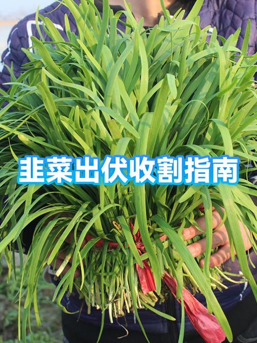 韭菜收割时间多长
