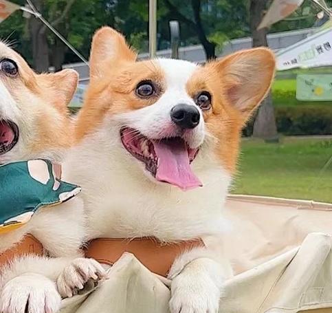 苁蓉情侣犬
