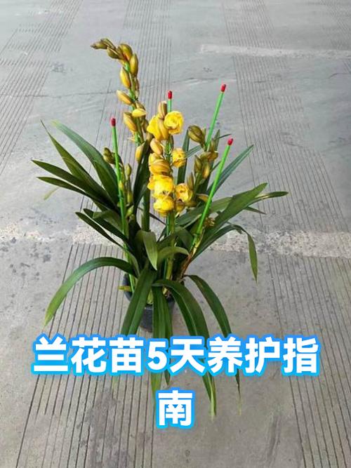 网购兰花怎么处理上盆