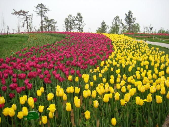 百花盛开春满园截图