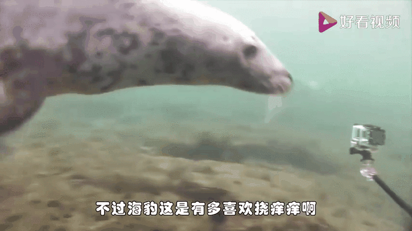海豹搞笑视频
