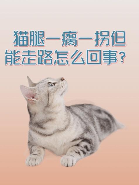 猫前腿无力 走路不稳缩略图