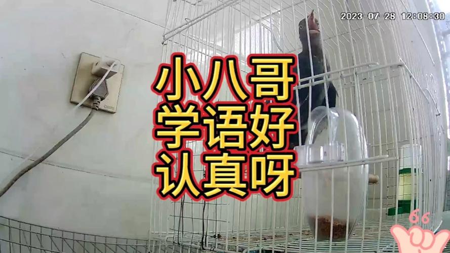 八哥学说话录音