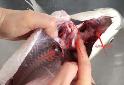 鱼鳃边上白色的肉能吃么图标