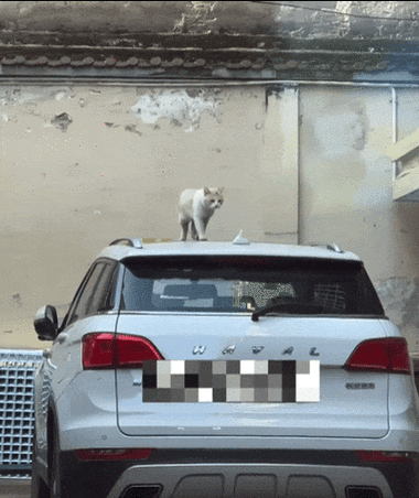 小猫停车一天怎么收费
